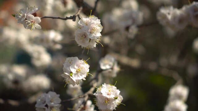 delicate branch of blooming apricot in spring