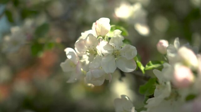 delicate apple blossoms close-up, spring flowering