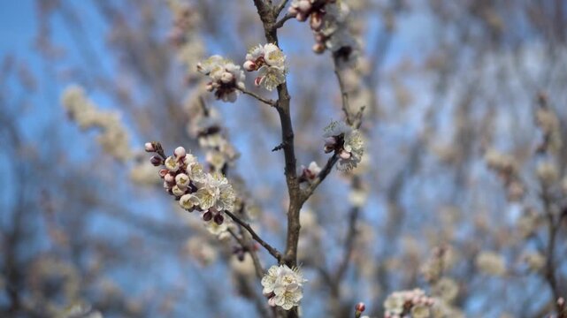 flowering apple twig macro shot of delicate spring