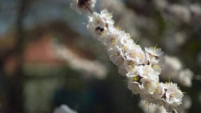 blooming apricot tree in spring garden