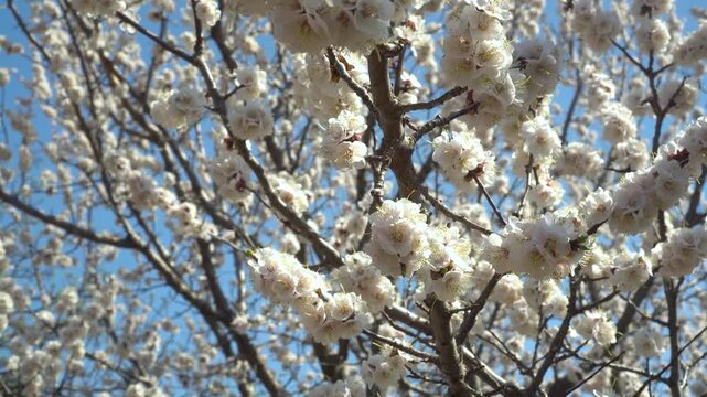 flowering apple twig macro shot of spring blossoms