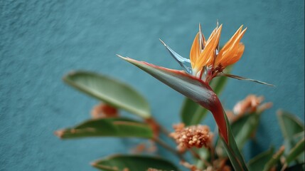 Bird of Paradise Tropical Flower with Blue Wall Background
