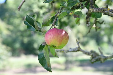 A ripe apple hanging in a tree on a sunny day in september