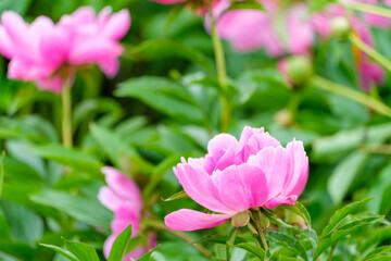 初夏の庭に咲くピンク色の芍薬の花