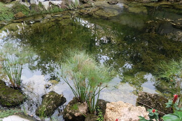 The Whispering Oasis, Where Time Slows in a Verdant Embrace of Pond, Stream, and Ancient Trees.