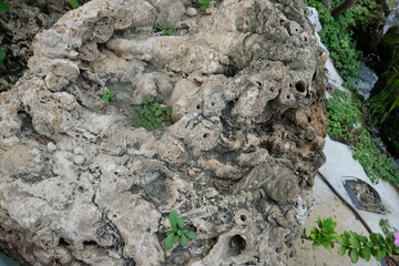 The Whispering Oasis, Where Time Slows in a Verdant Embrace of Pond, Stream, and Ancient Trees.