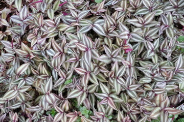 Green leaves, natural leaves. Lush Green Foliage.