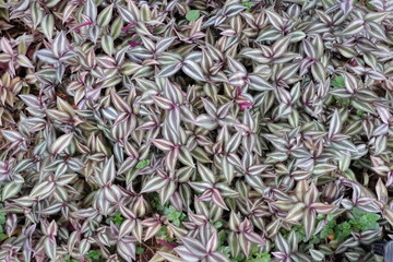 Green leaves, natural leaves. Lush Green Foliage.