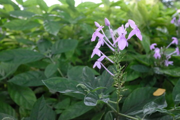Green leaves, natural leaves. Lush Green Foliage.