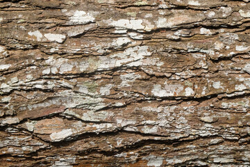Rough and hard tree bark abstract texture background. For graphic design, 3D rendering and banners