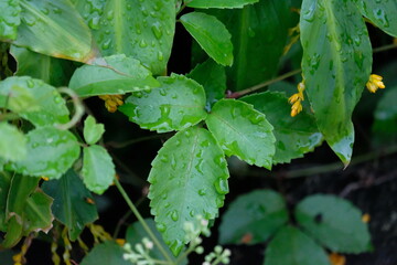 Green leaves, natural leaves. Lush Green Foliage.