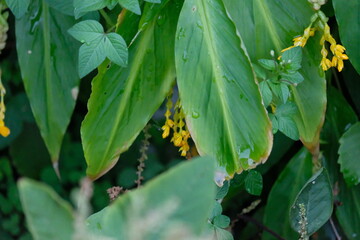 Green leaves, natural leaves. Lush Green Foliage.