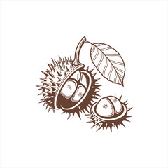 Hand drawn illustration of a horse chestnut with a leaf