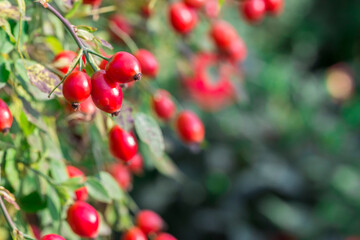 rosehip fruits on a blurred green background. colorful photo of fruits and berries. natural beauty. close-up. free space. space for text. screensaver. natural vitamins. healthy nutrition.