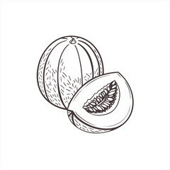 Hand drawn illustration of a whole cantaloupe melon and a slice