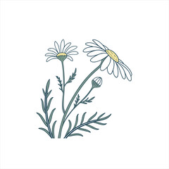 Delicate illustration of chamomile flowers and buds on a white background