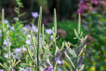 veronicastrum on a blurred background. colorful plantation photo. natural beauty. close-up. free space. space for text. design template. bokeh.