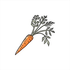 Simple hand drawn illustration of a fresh orange carrot with green leafy tops