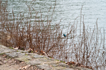 Common kingfisher perched on rock by the river