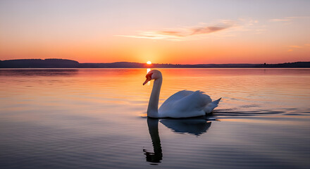 Fototapeta premium Swans Serene Swim at Sunset: A Tranquil Lakeside Scene.