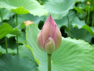 蓮池の花が咲く前
