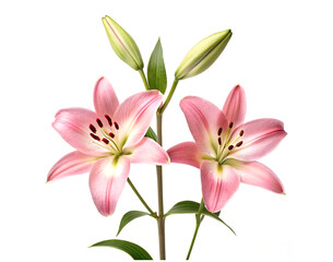Naklejka premium pink lily flower isolated on white background. Birthday, weading, fabric, decoration, packaging, taxtile.