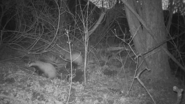 four badgers in the woods at night in the countryside near the den