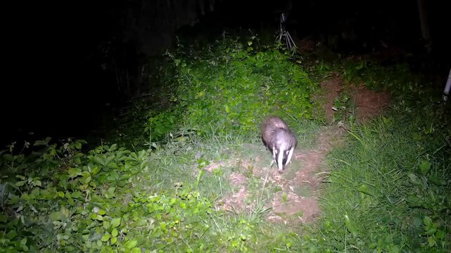 badger in the woods at night taken with a camera trap