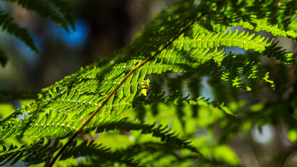 Forêt des Landes de Gascogne, en automne