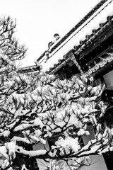 雪が積もった松の木。冬の松の木に雪が積もった風景。雪化粧をした針葉樹が静かな冬の自然美を感じさせる。