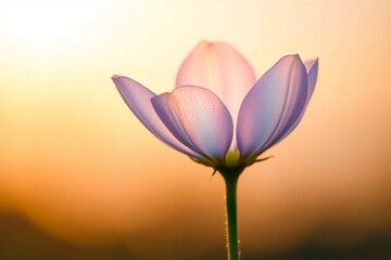 High-resolution 3D render of a delicate flower with transparent petals and realistic stem, minimalistic setup.
