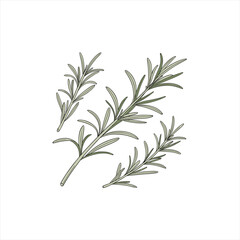 Obraz premium Illustration of fresh rosemary sprigs on a white background