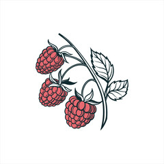 Stylized illustration of three ripe raspberries on a branch with leaves