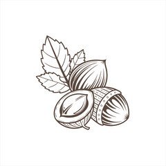 Fototapeta premium Hand drawn illustration of hazelnuts with leaves