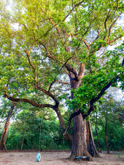 Giant tree with swings hanging in a Costa Rican forest clearing