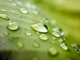 Background and Texture Water drops on banana leaves, macro of backdrop nature