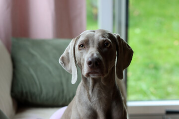 Beautiful Weimaraner dog looking at the camera. Selective focus.