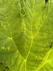 macro view of green exotic leaf
