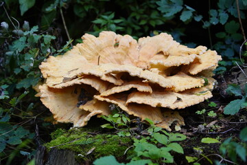 Laetiporus sulphureus is a species of bracket fungus (fungi that grow on trees) found in Europe and North America. Its common names are crab-of-the-woods, sulphur polypore, sulphur shelf, and chicken-