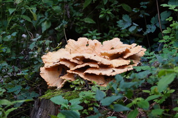 Laetiporus sulphureus is a species of bracket fungus (fungi that grow on trees) found in Europe and North America. Its common names are crab-of-the-woods, sulphur polypore, sulphur shelf, and chicken-