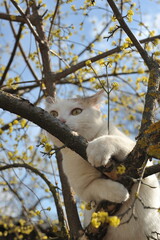 Spring photo of a white cat playing outside. The cat is on a flowering tree.

