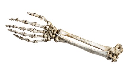 Skeleton arm waving slowly bones isolated on the white background 