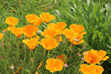 日本の春の公園に咲くオレンジ色のカリフォルニアポピーの花