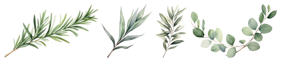 Obraz premium PNG Elegant watercolor botanical leaf illustration, element set on transparent background