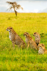Cheetah Mother with Cubs in the African Savannah