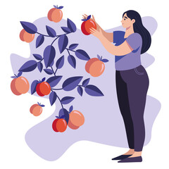 A young woman with dark hair is depicted against a white background, carefully picking peaches from a tree. Her gentle hands grasp the ripe fruit, while the simple vector style 