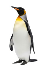Fototapeta premium King Penguin Standing Isolated on Transparent PNG Background