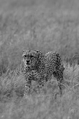 Cheetah (Acinonyx jubatus) Walking in Grassland – Black and White Wildlife Photography
