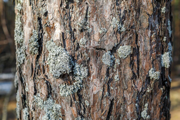 Lichen on Tree Bark Texture