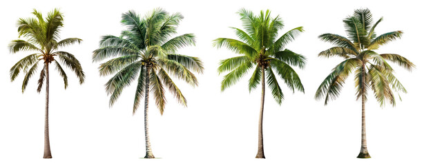 Obraz premium PNG Tropical palm trees isolated, element set on transparent background